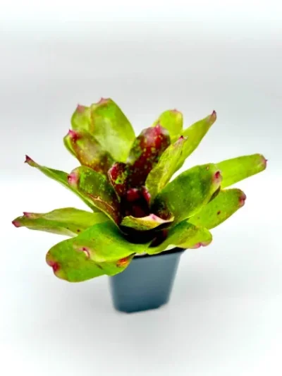 M- Neoregelia Walking tall