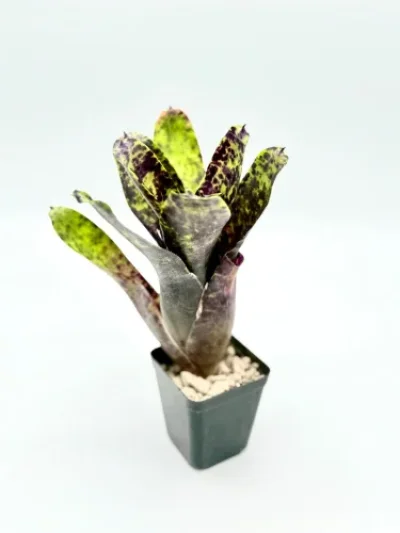 M- Neoregelia Cavier