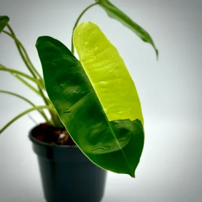 Philodendron burlemarx variegata