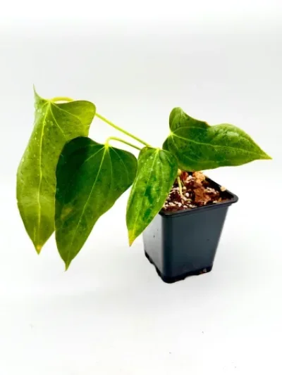 Anthurium Portillae x Fort Sherman Portillae