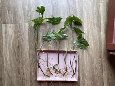 Syngonium podophyllum var. albolineatum