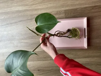 Kleine Monstera deliciosa