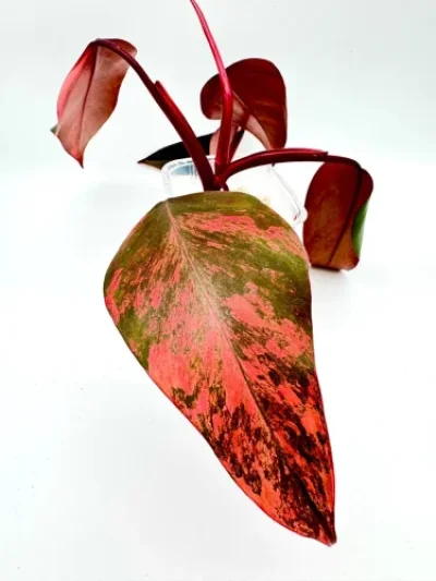 Philodendron strawberry shake