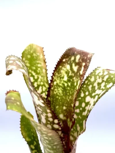 L - Billbergia Apocalypse