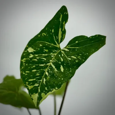 Syngonium green spot PANDA