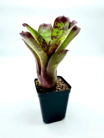 XS- Neoregelia Dartanion