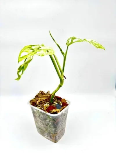 Monstera Adonsonii variegata