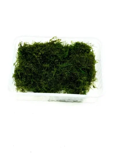 Javamoos lebend - 100g