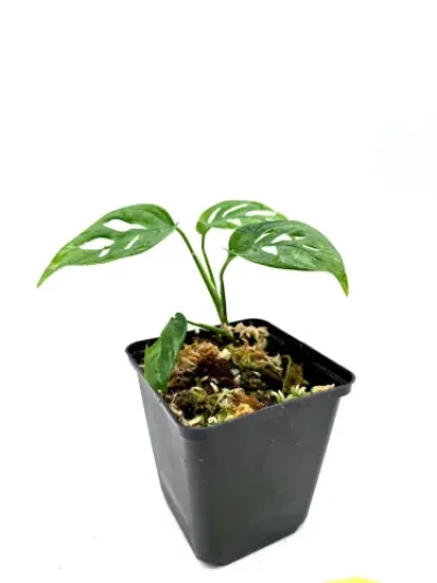 Monstera monkey leaf