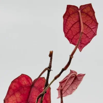 Piper Pterisanthes B.