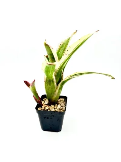 S- Neoregelia Jabberwock
