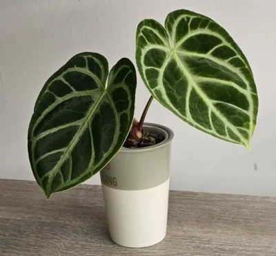 Anthurium-Hybride NoID