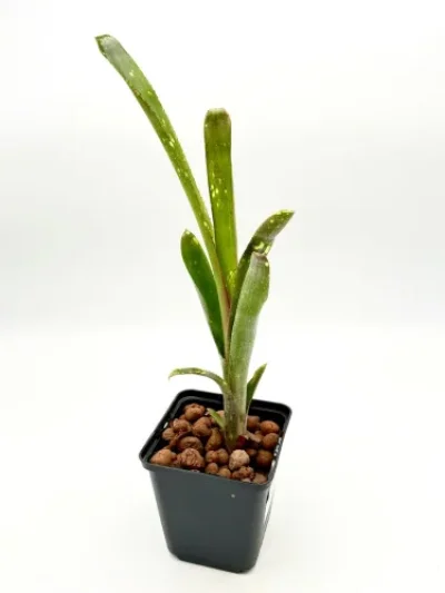 M-L - Billbergia Casablanca Jungpflanze