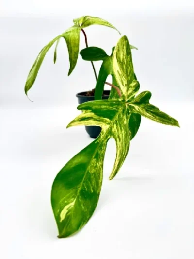 Philodendron Florida Beauty variegata