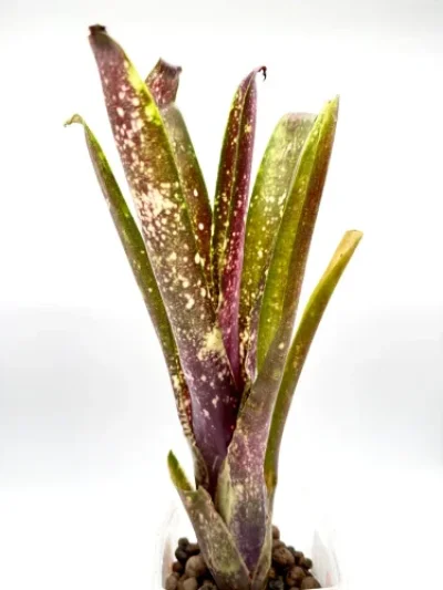 L- Billbergia 'Coonarr Carnival'