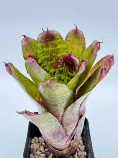 M- Neoregelia Golden Pheasant