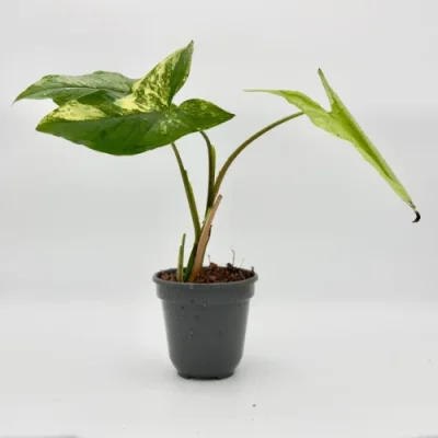 Syngonium yellow variegated