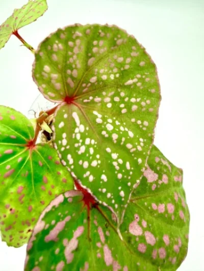 Begonia Muara Wahau