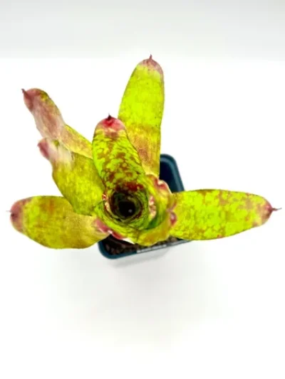 M- Neoregelia "Winnie the Pooh"