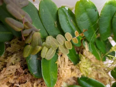 Marcgravia spec. Peru