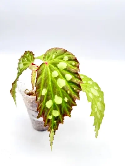 Begonia Mantuk