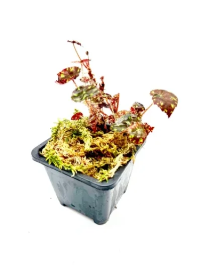Begonia bowerae