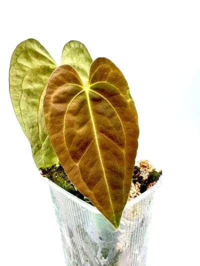 Anthurium papillilaminum x dark phoenix