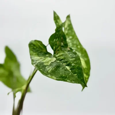Syngonium green spot