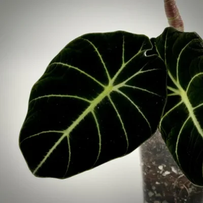Alocasia black velvet Jungpflanze / young plant