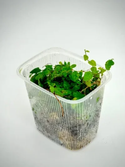 Ficus Pumila