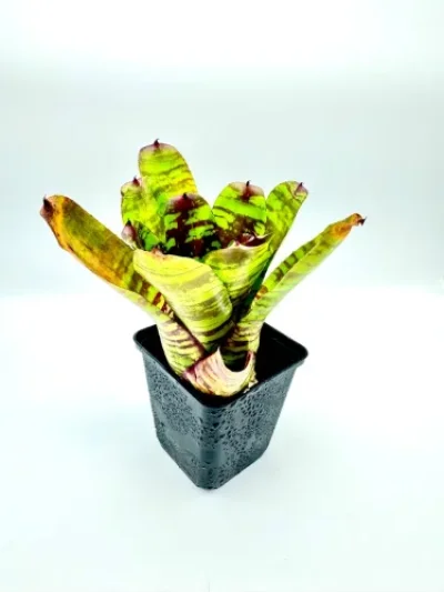 S- Neoregelia Golden spring