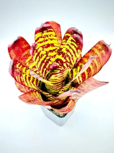 M- Neoregelia sunfire storm