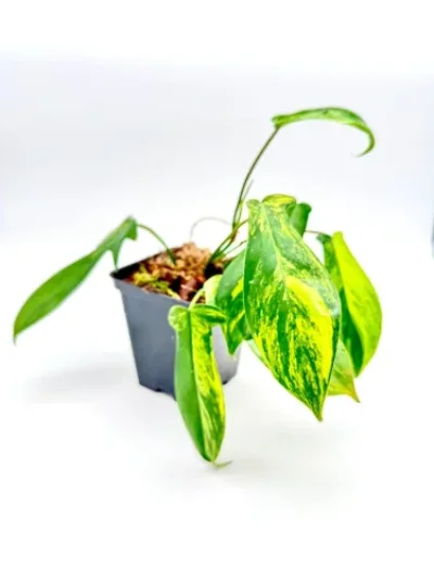 Philodendron Florida ghost variegata