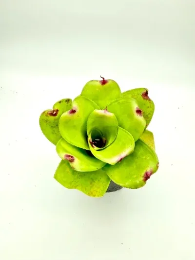 M- Neoregelia Martha Mcallister x little faith