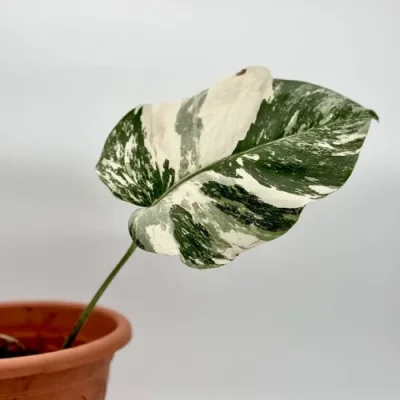 Monstera Albo variegata