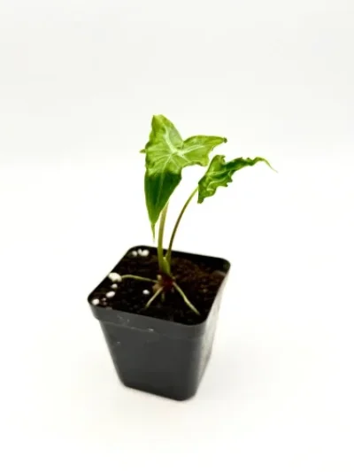 Alocasia Teletubies Jungpflanze
