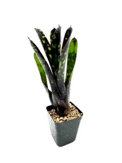 S- Neoregelia Nosferatu