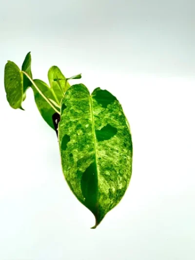 Philodendron burlemarx mint