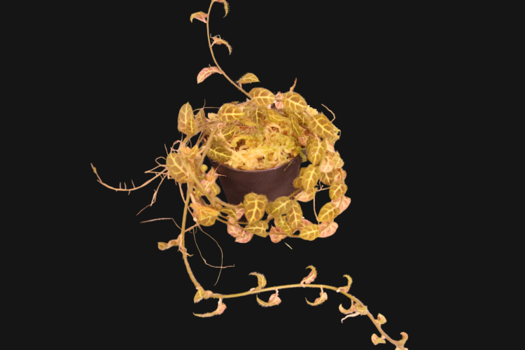 Solanum evolvulifolium - Miniaturbild 3