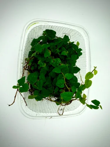 Ficus Pumila - Miniaturbild 3