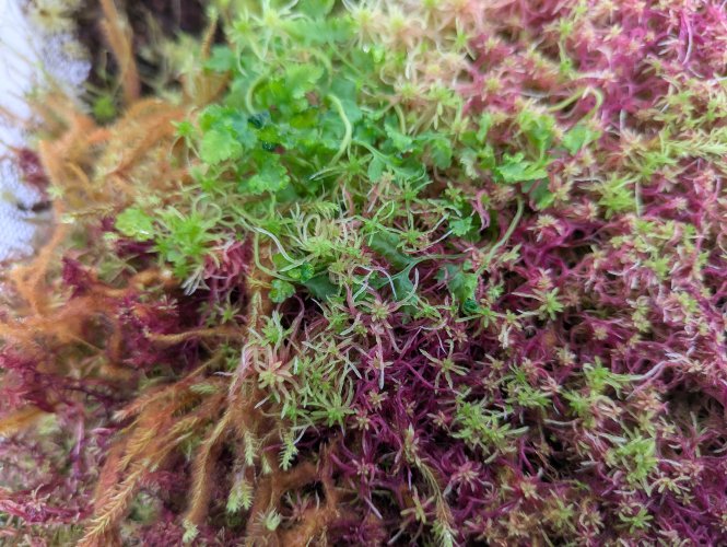 Hauptbild von Lebendes Sphagnummoos