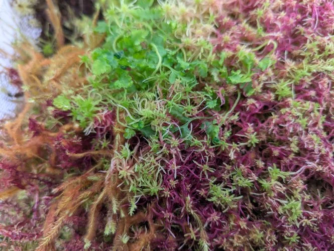 Hauptbild von Lebendes Sphagnummoos