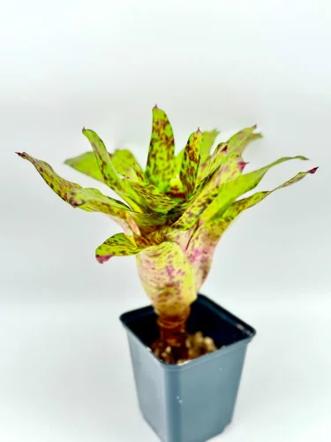 M- Neoregelia big O - Miniaturbild 2