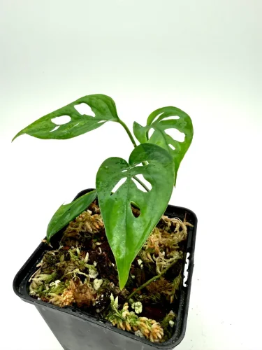 Monstera monkey leaf - Miniaturbild 2