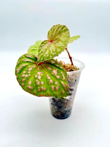 Begonia Muara Wahau - Miniaturbild 2