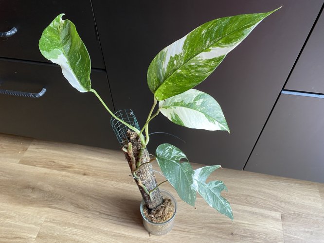 Epipremnum pinnatum "Variegata" - Miniaturbild 3