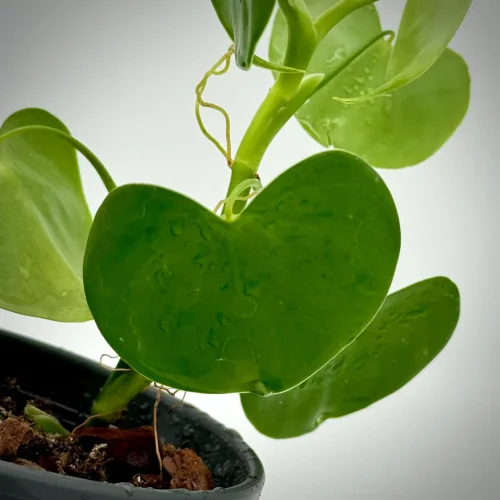 Philodendron grazielae - Miniaturbild 2