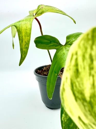 Philodendron Florida Beauty variegata - Miniaturbild 2