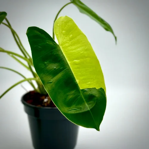 Hauptbild von Philodendron burlemarx variegata