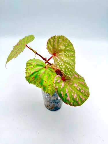 Begonia Muara Wahau - Miniaturbild 3